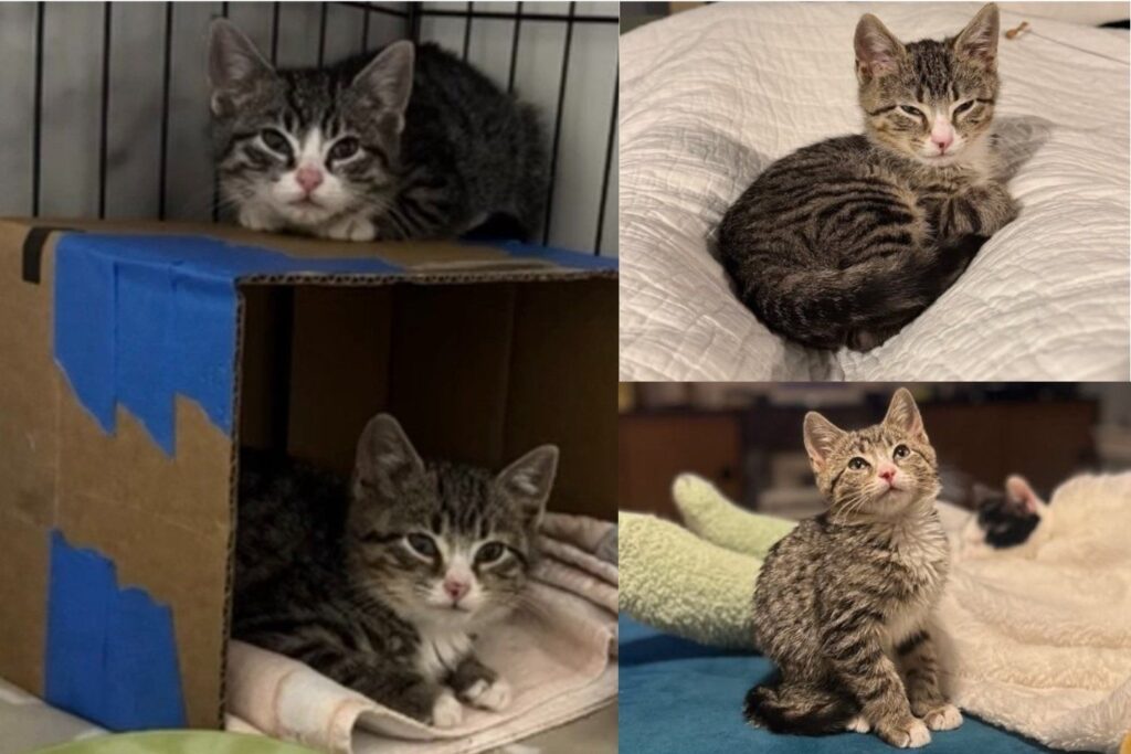 Two Feral Kittens Found in a Scrap Yard Have Plans of Their Own the