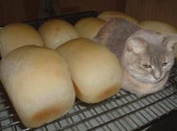 I sense an imposter just cant tell which loaf it is