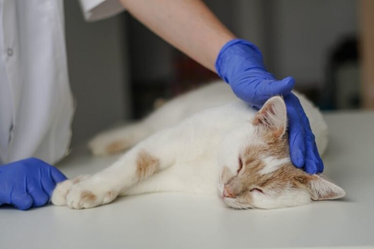 One in 100 Cats Gets Diabetes – Here’s How to Catch It Early
