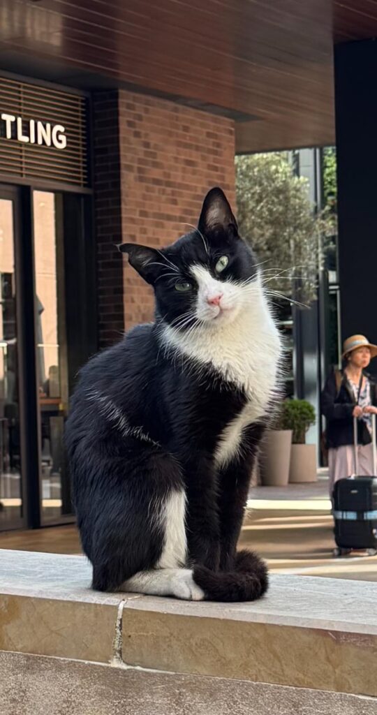I met the most soulful cat ever in Istanbul this morning.
