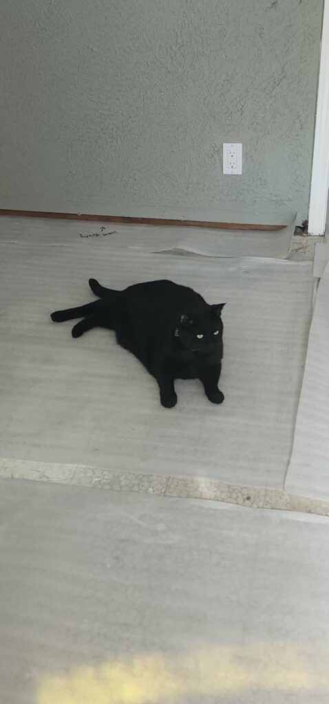 Flooring specialist helping with installation