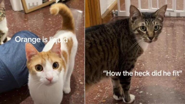 Cat Can’t Believe How Sibling Slips Through Gate Like ‘Liquid’