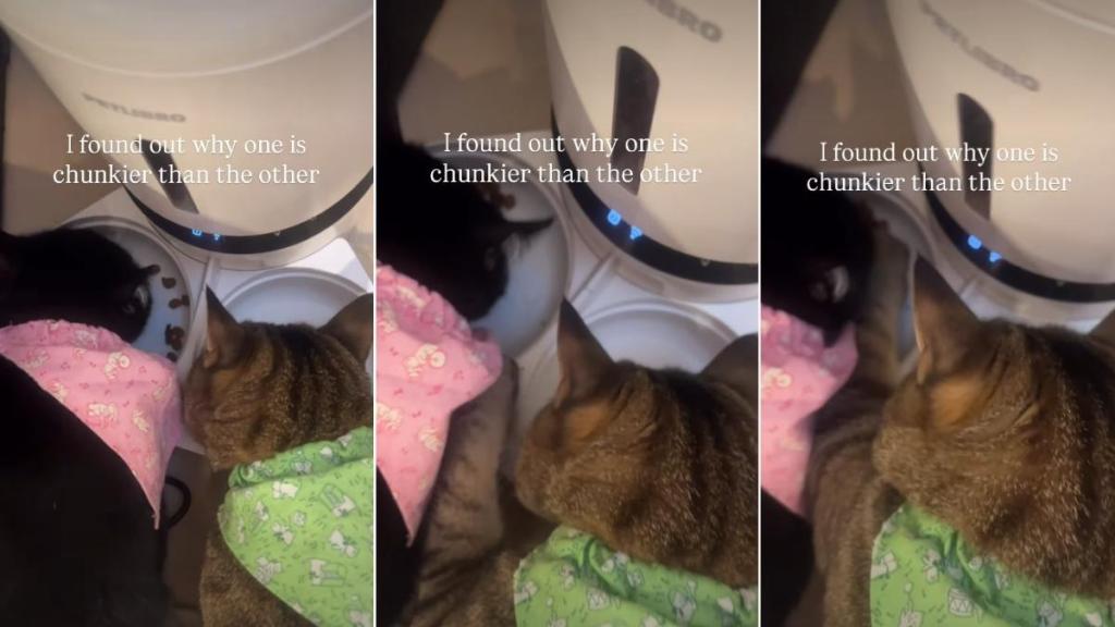 Owner Finally Understands Why One Cat Is ‘Chunkier’ Than the Other