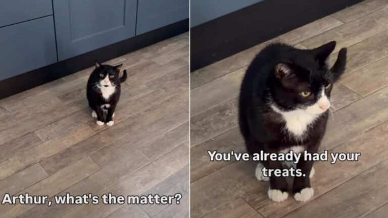 Cat Is Furious After Mom Accidentally Surpasses Her Sleep Time