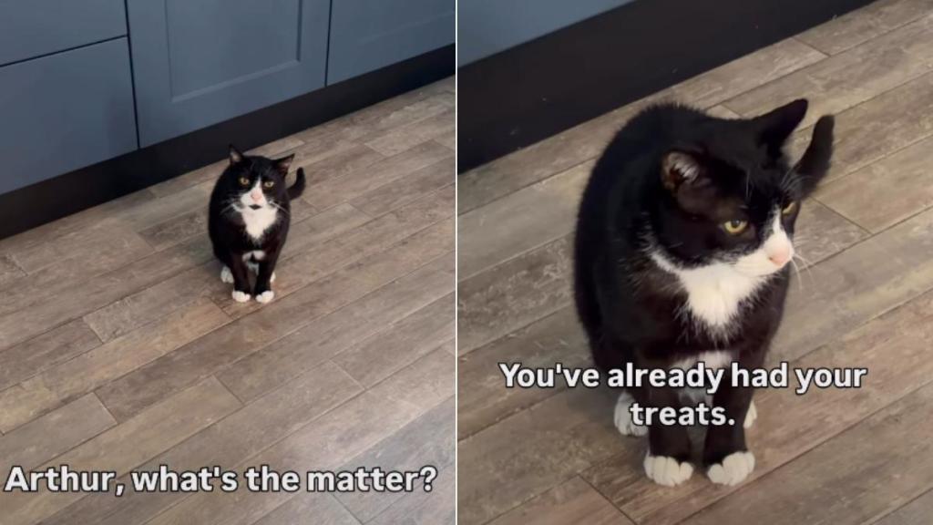 Cat Is Furious After Mom Accidentally Surpasses Her Sleep Time