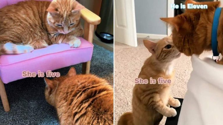 Senior Cat Has the Most Special Bond With Much Younger Sibling