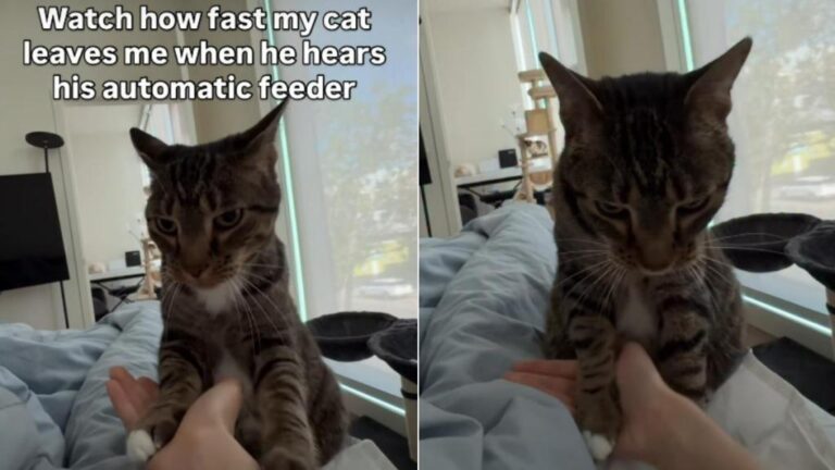 Cat Forgets Owner & Practically Sprints Upon Hearing the Feeder