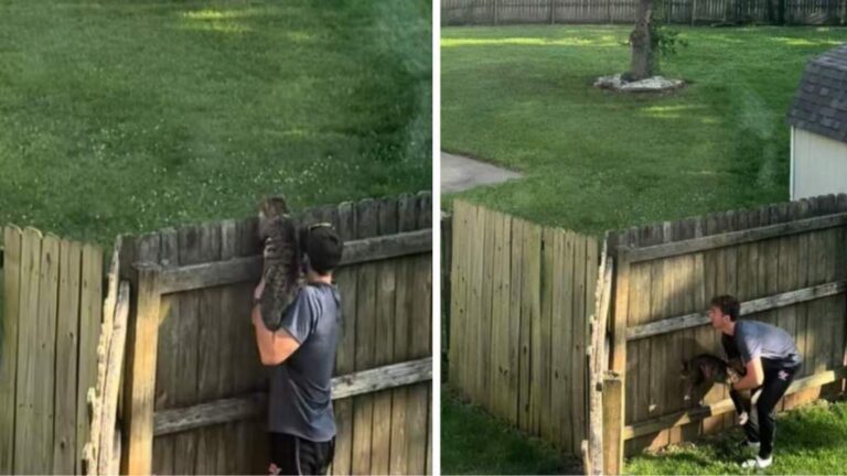 Cat’s Introduction to Neighborhood Stray Is Funny Without Words