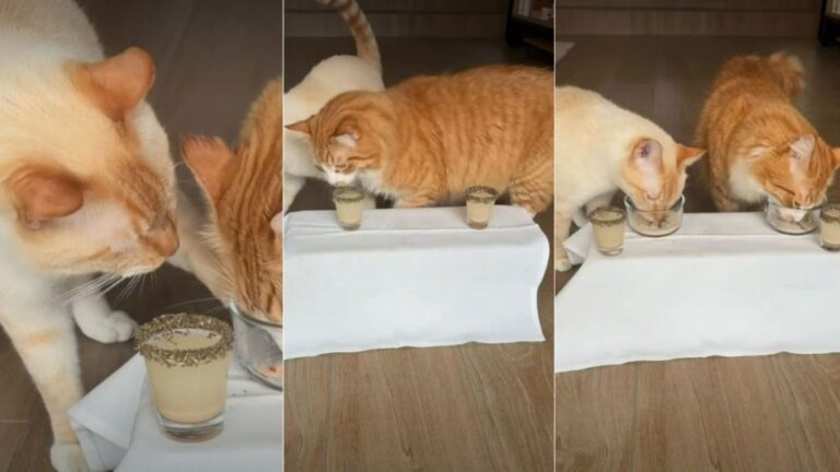 Owner Gives ‘Super Spoiled’ Cats a ‘Michelin Star Dining Experience’