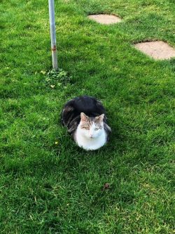 My stray loaf who arrived in my garden 2 years ago and hasn’t left