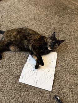 Carpenter cat