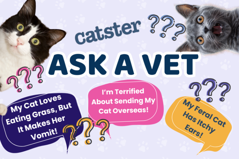 Ask Dr. Paola – My Cat Loves Eating Grass, But It Makes Her Vomit!