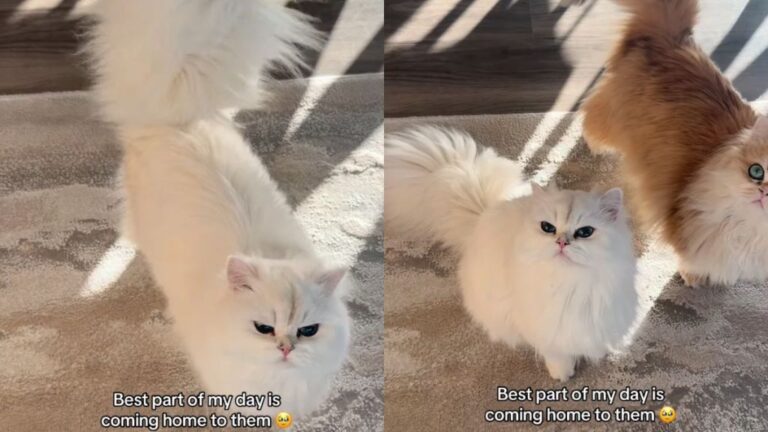 The Way These Cats Rush To Greet Their Owner ‘Never Gets Old’