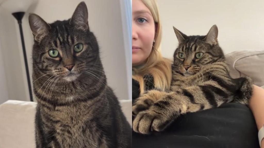 Cat’s Love for a Sling Carrier Stems from Pure Jealousy