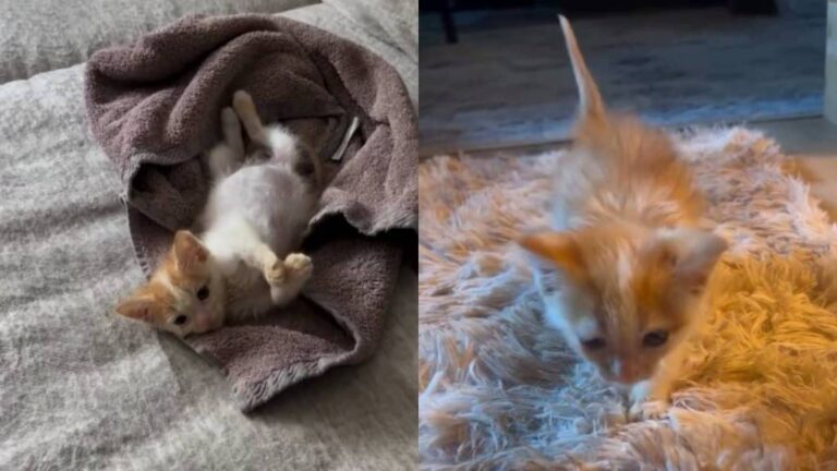 Newlyweds Wanted To Wait Before Having Pets Until a Cat Changed Plans