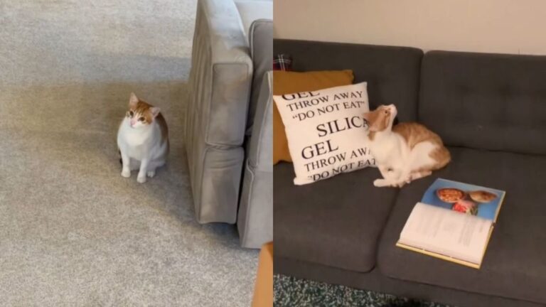 Cat’s ‘Mean Girl’ Energy Stays Dominant With His Archenemy