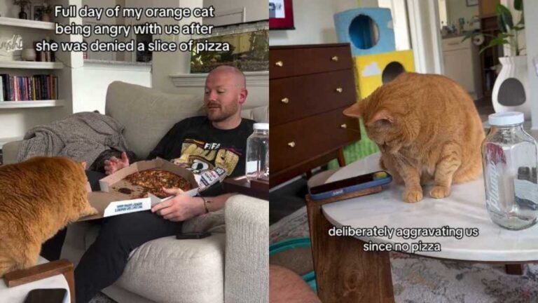 Orange Cat Spends Her Day Angry After Being Denied Pizza