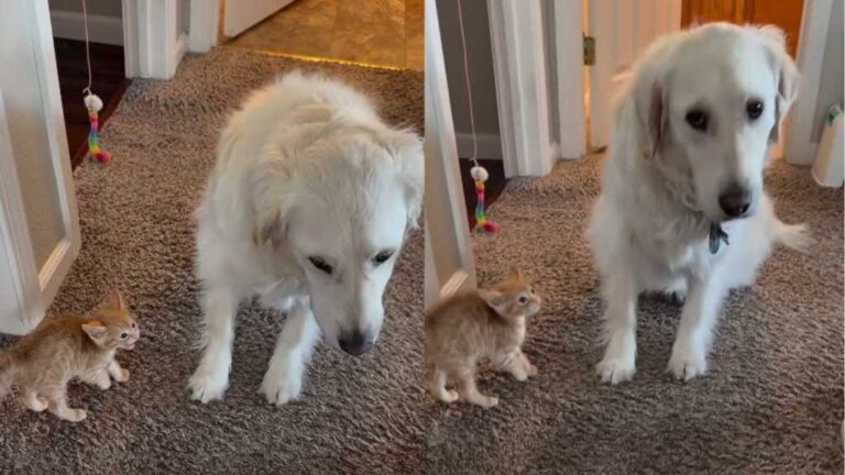Foster Kitten Has the Most Unexpected Run-in With Golden Retriever