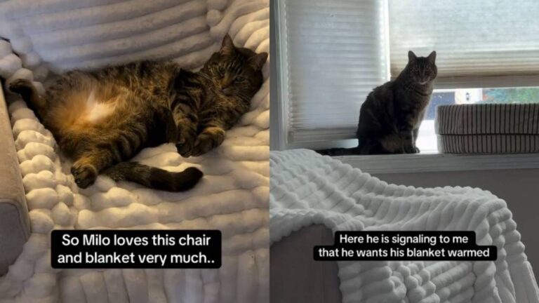 Cat Uses Top-Tier Communication Skills To Have His Blanket Heated