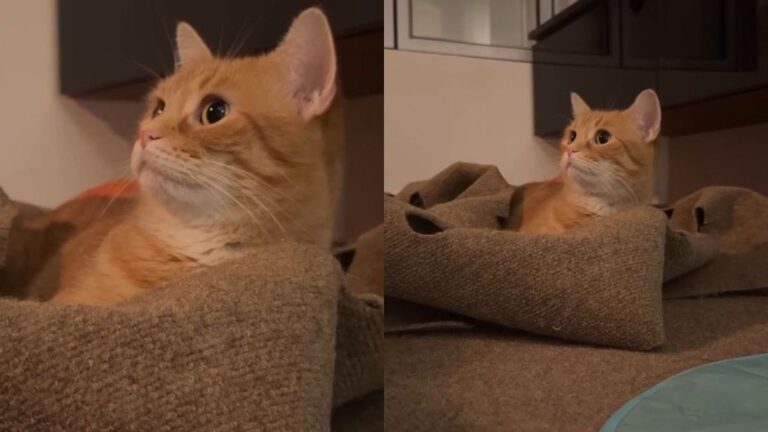 Cat Is Visibly Flabbergasted After Owners Call Out Her ‘Trigger Words’