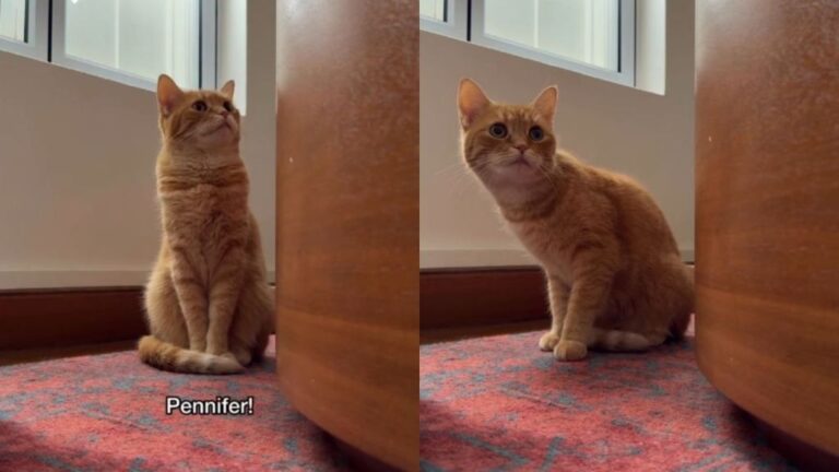 Orange Cat Vanishes Right When Mom Needs Her ‘Ginger Dopamine’ Fix