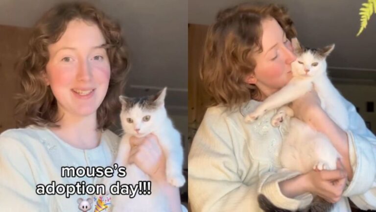‘Most Fearful’ Rescue Cat Has a ‘Promising First Day’ in New Home