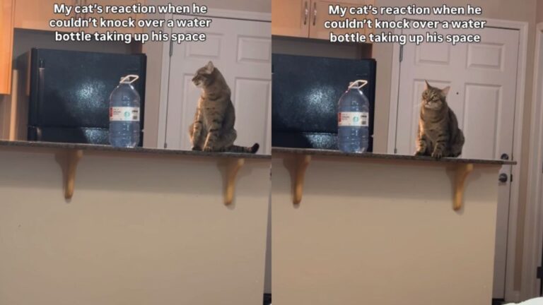 Cat’s ‘Defeated’ Expression After Failing His Task Has Internet in