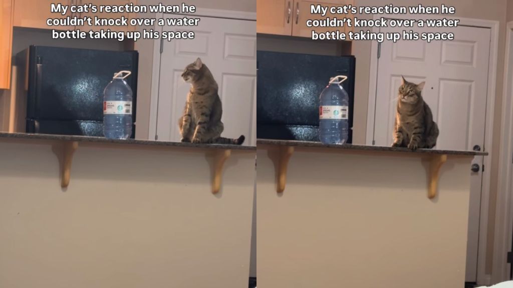 Cat’s ‘Defeated’ Expression After Failing His Task Has Internet in