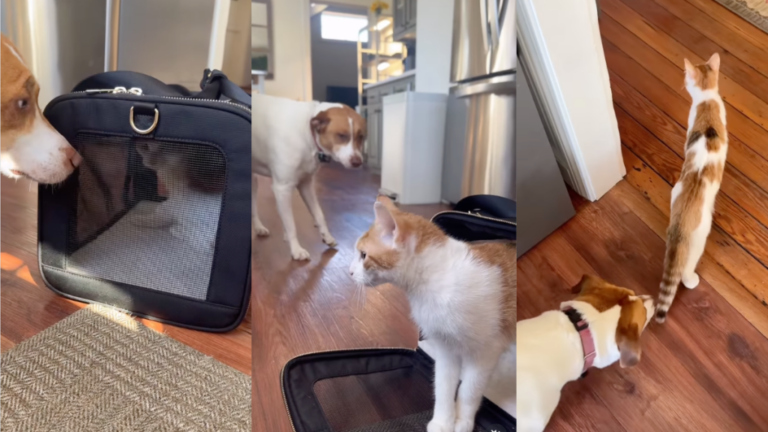Cat’s Very First Interaction With Dog Defies Owner’s Expectations