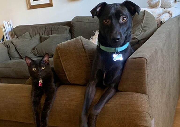 Everything I Need to Know About Cartoon Comedy, I Learned From My Pets