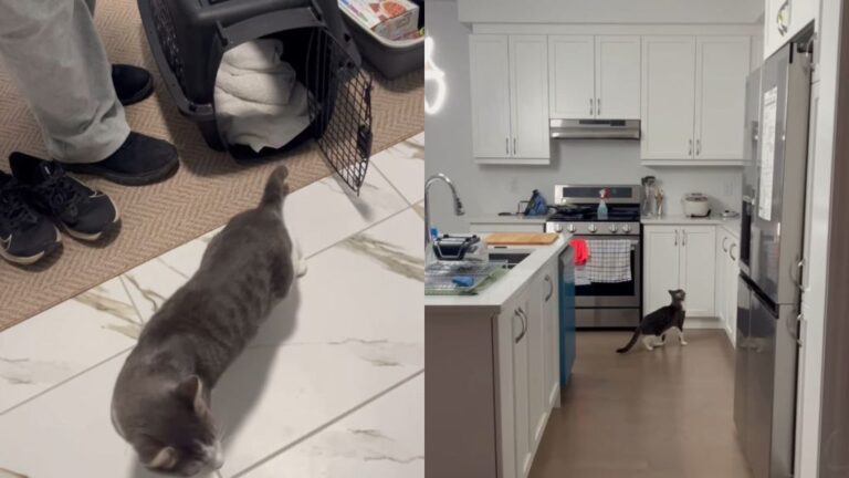 Foster Cat’s First Night in New Home Is All About Exploring & Setting