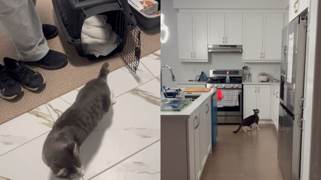Foster Cat’s First Night in New Home Is All About Exploring & Setting