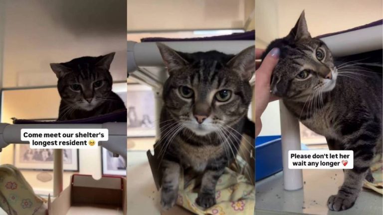 Longest Resident Shelter Cat Looks for ‘New Beginning’ With Forever
