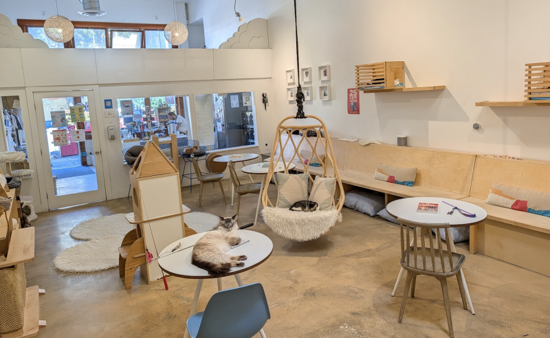 KitTea Cat Café: Inside the Cozy Cat Rescue Changing Lives in San