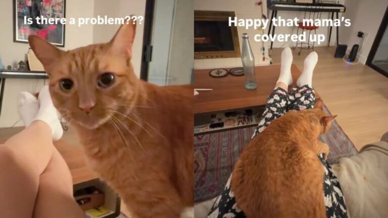 Cat Becomes the ‘Fashion Police’ When Owner Does This