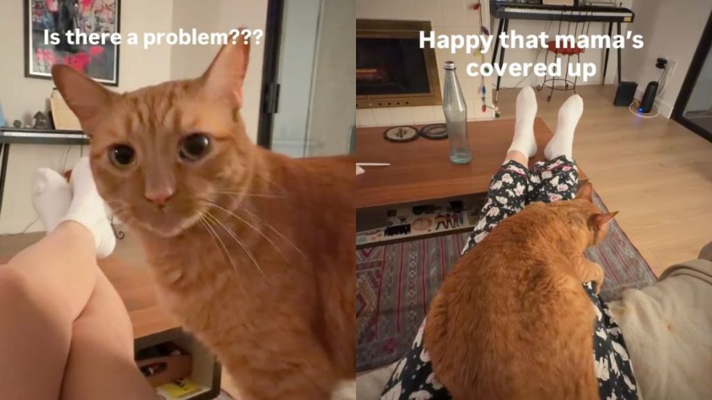 Cat Becomes the ‘Fashion Police’ When Owner Does This
