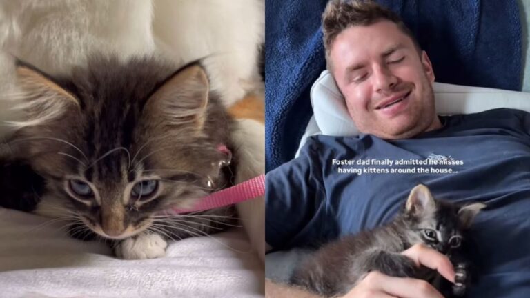 Rescue Kitten Becomes a Foster Fail & Finds a ‘Nanny’ in Dog Sibling