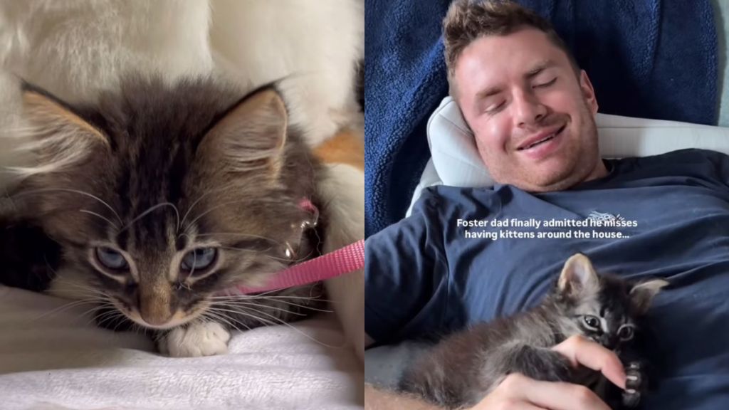 Rescue Kitten Becomes a Foster Fail & Finds a ‘Nanny’ in Dog Sibling