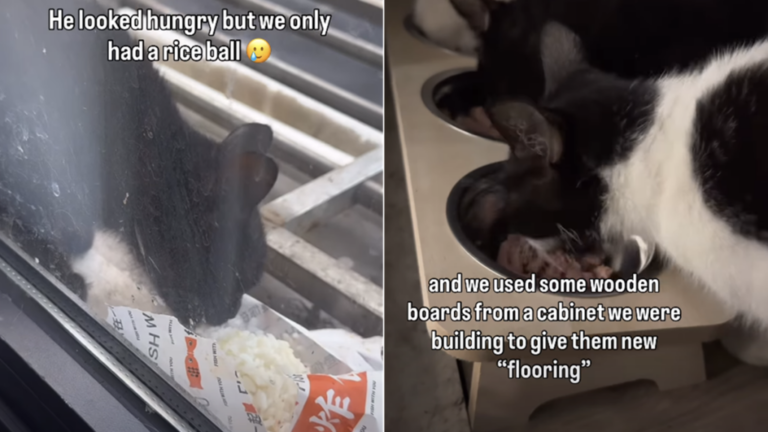 After Meeting 4 Cats, Human Is Not Just a ‘Dog Person’ Anymore