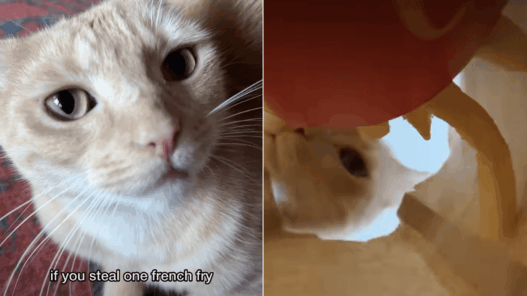 Cat Guards Dad’s French Fries Until He Returns & Earns a Reward