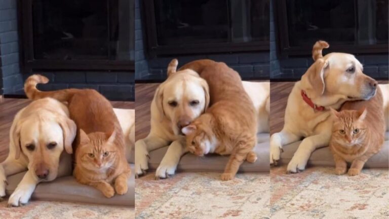 This Cat Is Determined To Make Sure Dog Sibling Feels Loved