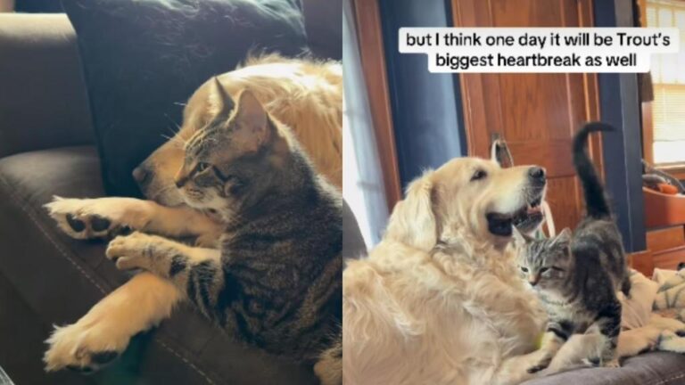 Kitten Proves He Loves Senior Dog More Than Anything & Anyone