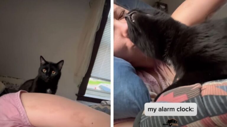 Cat Takes His Job as Owner’s Alarm Clock Very Seriously