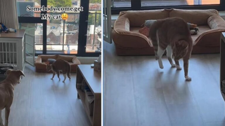 Cat Uses a Unique Tactic To Instigate Dog Sibling & Is Successful