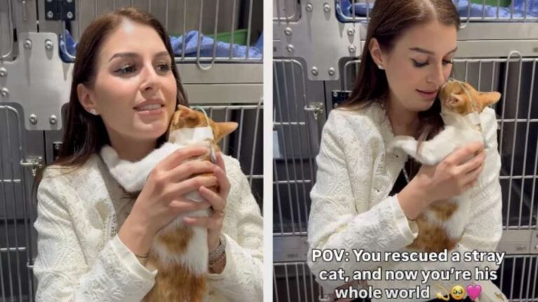 Stray Cat Refuses To Leave Human Who Rescued Him