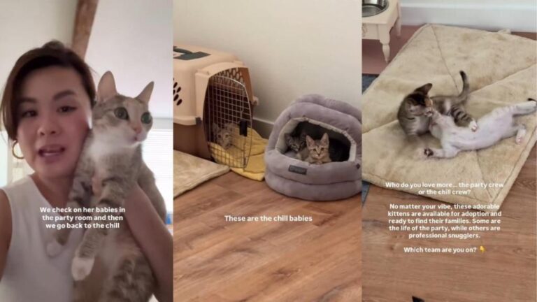 Mama Cat Is Always Checking in on Her Little Babies To Make Sure