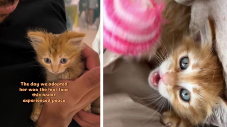 Tiny Rescue Kitten Brings Love & Joy but Also Hints of Chaos to