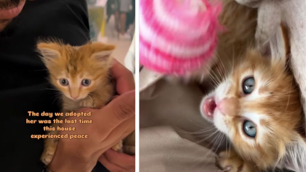 Tiny Rescue Kitten Brings Love & Joy but Also Hints of Chaos to