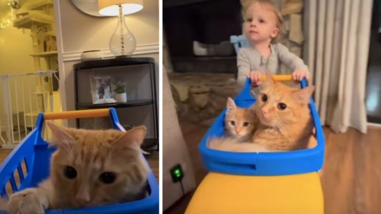 Toddler Gives Cat Siblings a Ride in a Toy Car & It’s Adorable