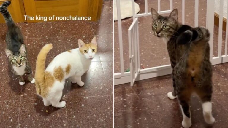 Cat Opens Tiny Door ‘Nonchalantly’, Before Looking Back for